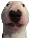 walter walter