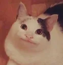 gaecat