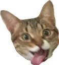 5944_excited_cat