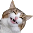 1029_catsmile2