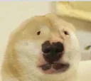 What_The_Actual_Fuck