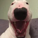 walter2