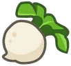 turnip