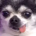 bobbyderp