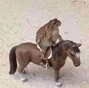 HorseFroge