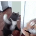 SLAP