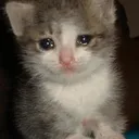 sadcat3