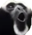 PogGibbon PogGibbon
