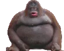 aLeMonkeConga