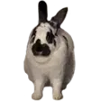 GOODBUNNY