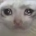 sad_cat