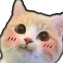 catblush