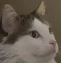 catlook