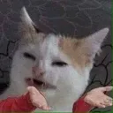 cathandswhat