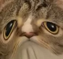 catboble