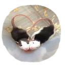 kittyhearttail Discord emoji