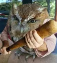 OwlWithBat OwlWithBat