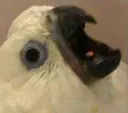 AAAAAAAH