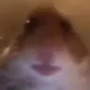 hammy