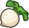 turnip