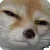stare_doggo