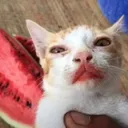 watermeloncat watermeloncat