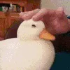 duckpat