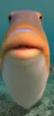 helo