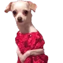 r_meekdog
