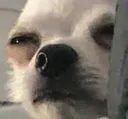 DogsOfDiscord_2_UaBish DogsOfDiscord_2_UaBish