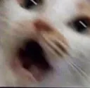 horrifiedcatto
