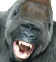 gorillakek