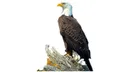 eaglewhitebackground