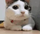 aacattynod