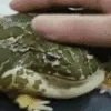 myespetfroge