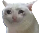 sadcat