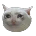 catcry2