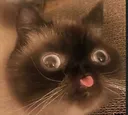 blep