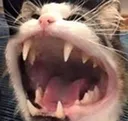iwilleatu iwilleatu