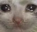 SADcat3 SADcat3