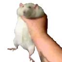 RatPunch