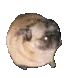 pugdance