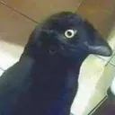 Cat_Birb Discord Emoji