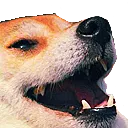 ashy_shiba_heh