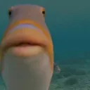 lolfish