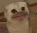 meowkitty