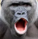 Pogorilla