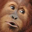 OrangutanPerhaps