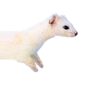 noodl5 Discord emoji