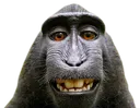 MacaqueSmile